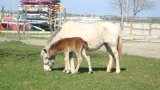 Résultats semaine poneys