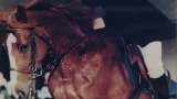 Poney'Art